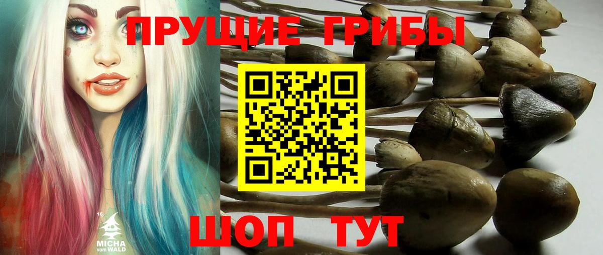 Галлюциногенные грибы Psilocybine cubensis Россия